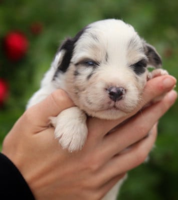 Les chiots de Berger Australien