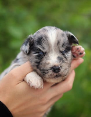 Les chiots de Berger Australien