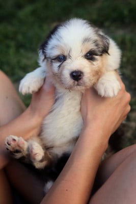 Les chiots de Berger Australien