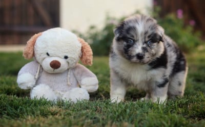 Les chiots de Berger Australien