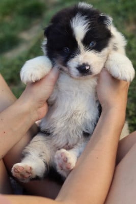 Les chiots de Berger Australien