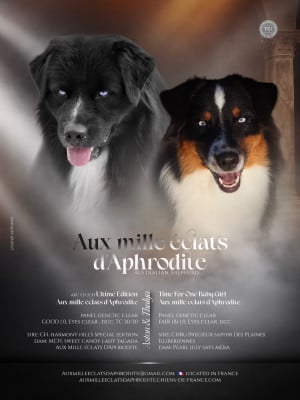 Les chiots de Berger Australien