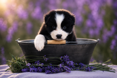 Les chiots de Berger Australien
