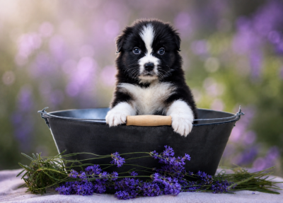 Les chiots de Berger Australien