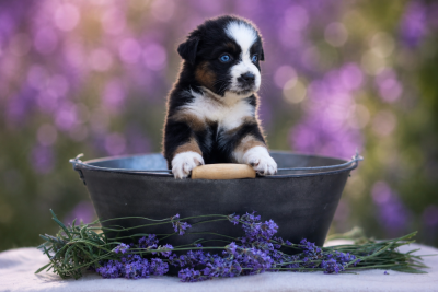 Les chiots de Berger Australien