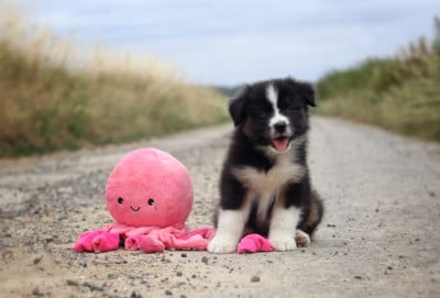 Les chiots de Berger Australien