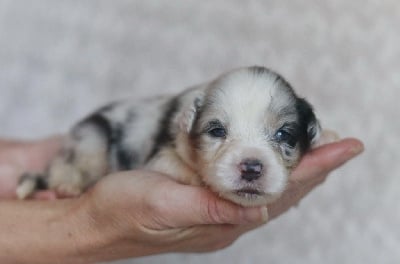 Les chiots de Berger Australien
