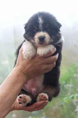 Les chiots de Berger Australien
