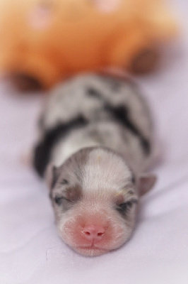 Les chiots de Berger Australien