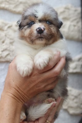 Les chiots de Berger Australien