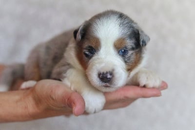 Les chiots de Berger Australien
