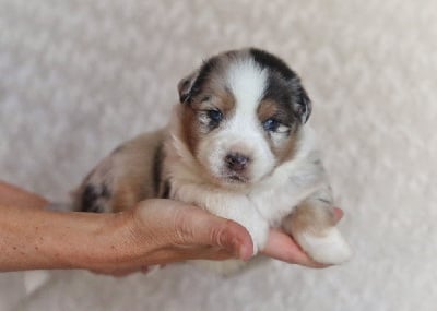 Les chiots de Berger Australien