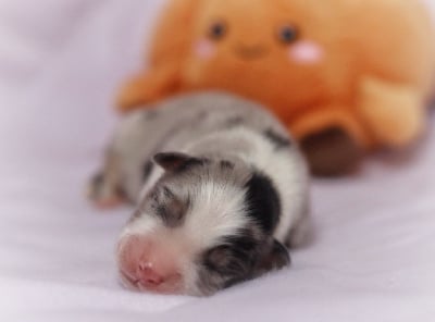 Les chiots de Berger Australien