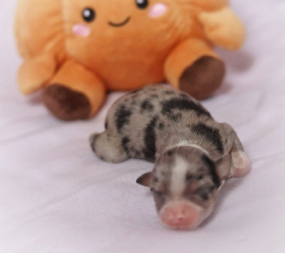 Les chiots de Berger Australien