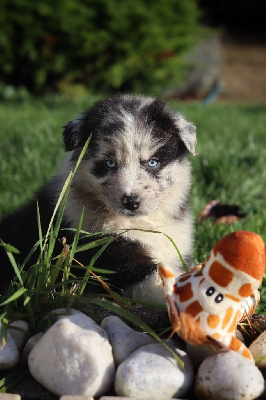 Les chiots de Berger Australien