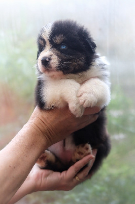 Les chiots de Berger Australien