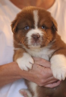 Les chiots de Berger Australien