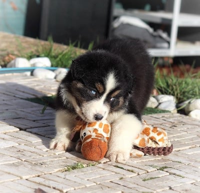 Les chiots de Berger Australien