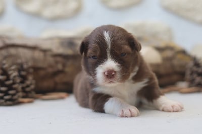 Les chiots de Berger Australien