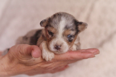 Les chiots de Berger Australien