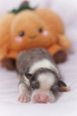 Les chiots de Berger Australien