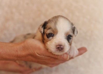 Les chiots de Berger Australien
