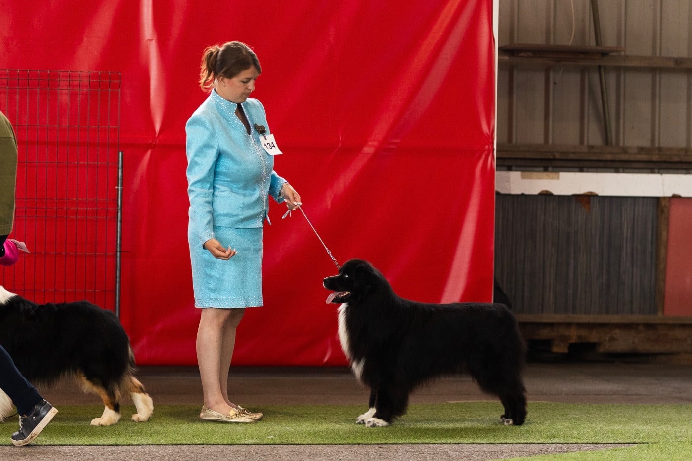 CH. Akc. chj. ultime edition Aux Mille éclats D'Aphrodite - 7th champion class