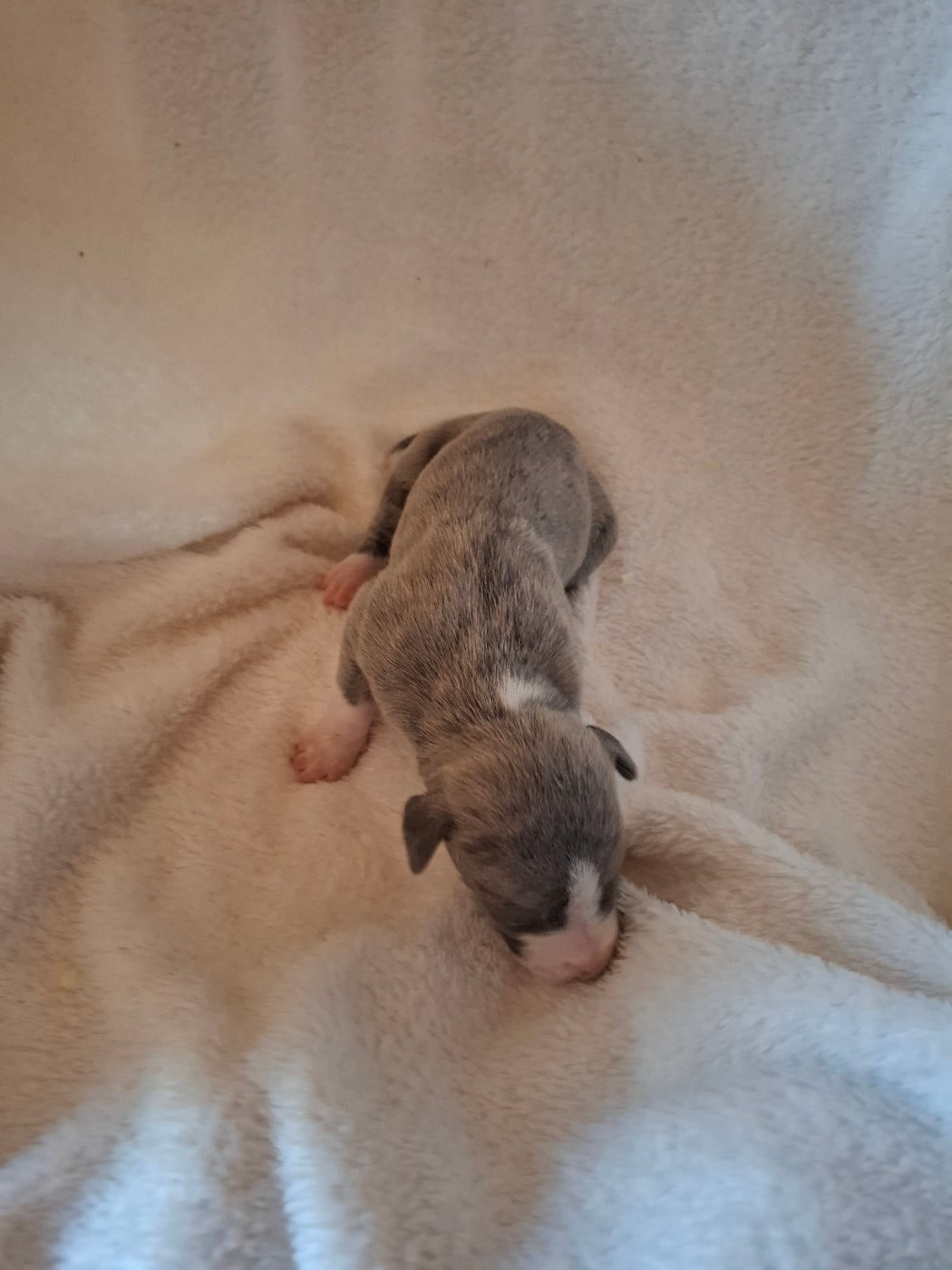 Whippet - (Sans Affixe)