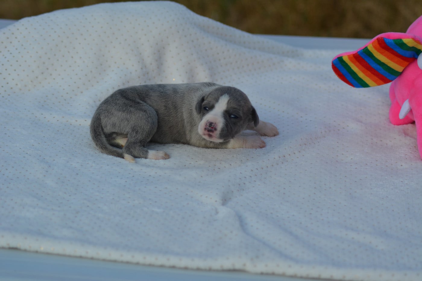 Whippet - (Sans Affixe)