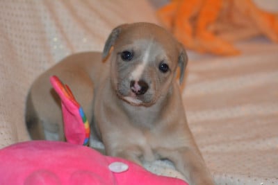 Les chiots de Whippet