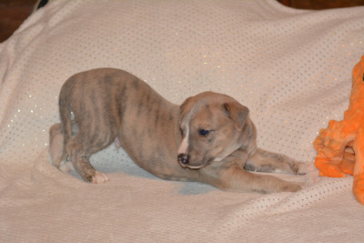 Les chiots de Whippet