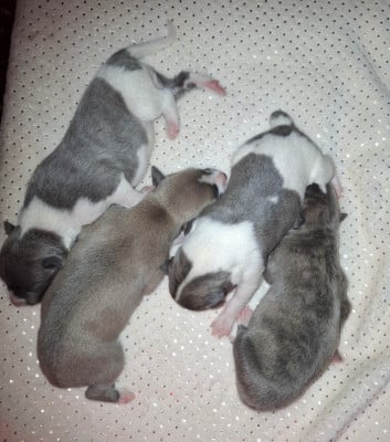 Les chiots de Whippet