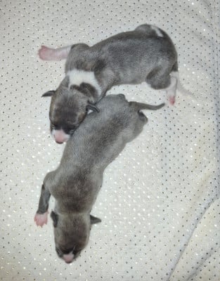 Les chiots de Whippet