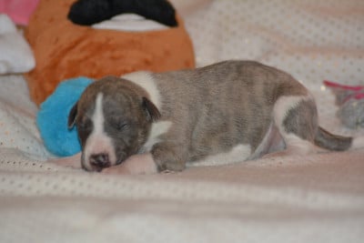 Les chiots de Whippet