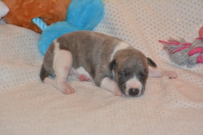 Les chiots de Whippet