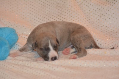Les chiots de Whippet