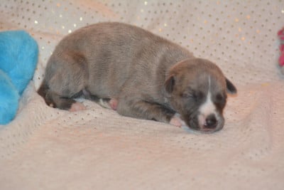 Les chiots de Whippet