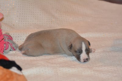 Les chiots de Whippet