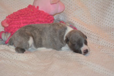 Les chiots de Whippet