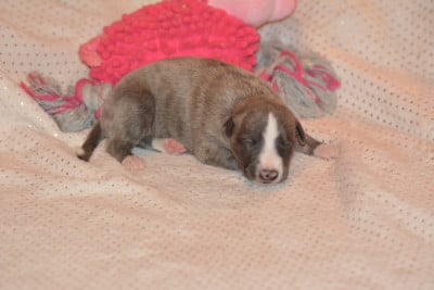 Les chiots de Whippet