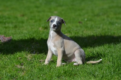 Les chiots de Whippet