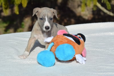 Les chiots de Whippet