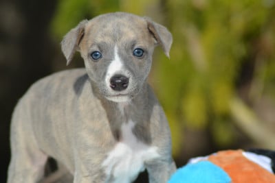 Les chiots de Whippet