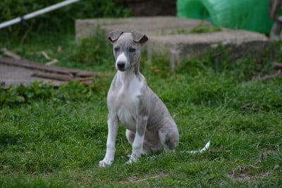 Les chiots de Whippet