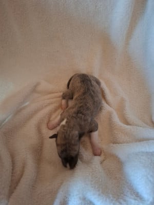 Les chiots de Whippet