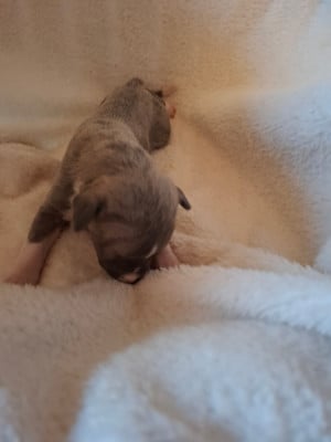 Les chiots de Whippet