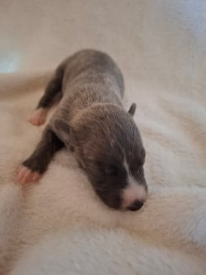 Les chiots de Whippet