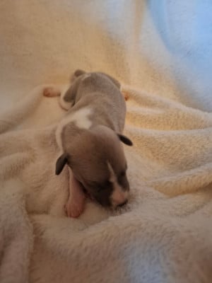 Les chiots de Whippet