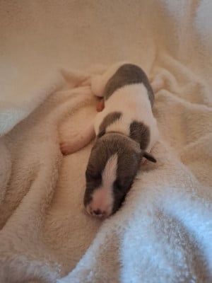 Les chiots de Whippet