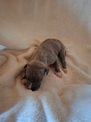 Les chiots de Whippet